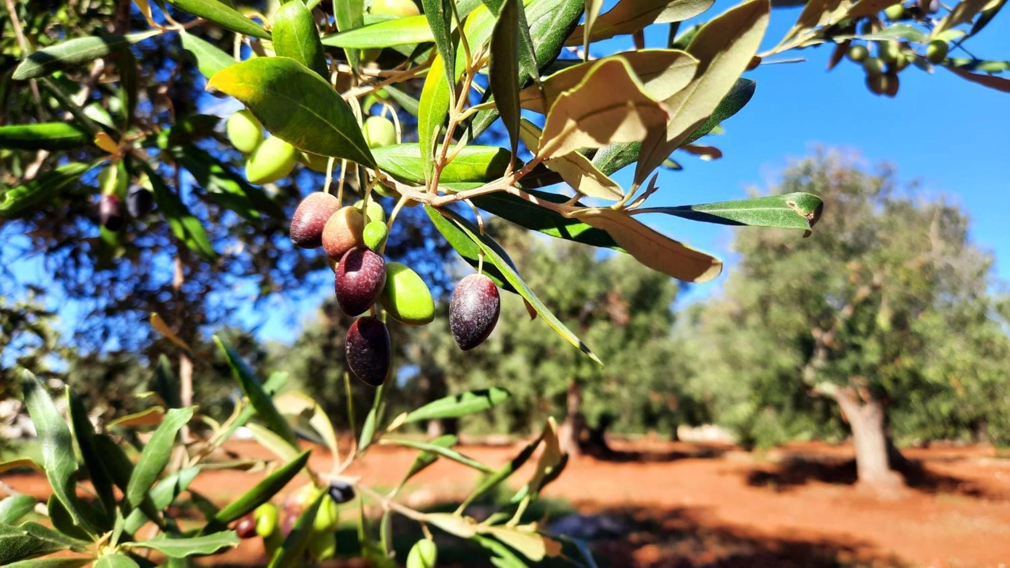 Tenuta La Pomona Ostuni Bagian luar foto