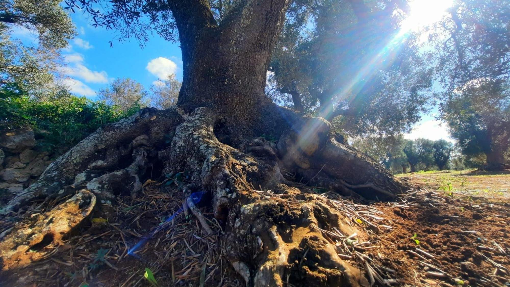 Tenuta La Pomona Ostuni Bagian luar foto