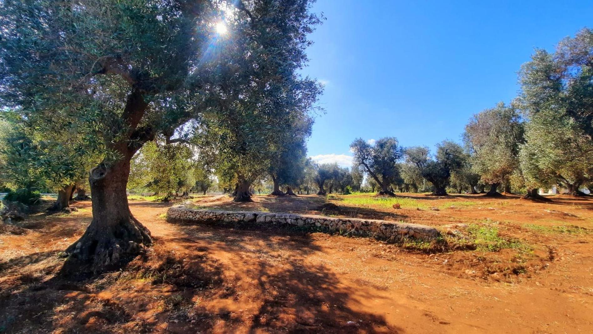 Tenuta La Pomona Ostuni Bagian luar foto